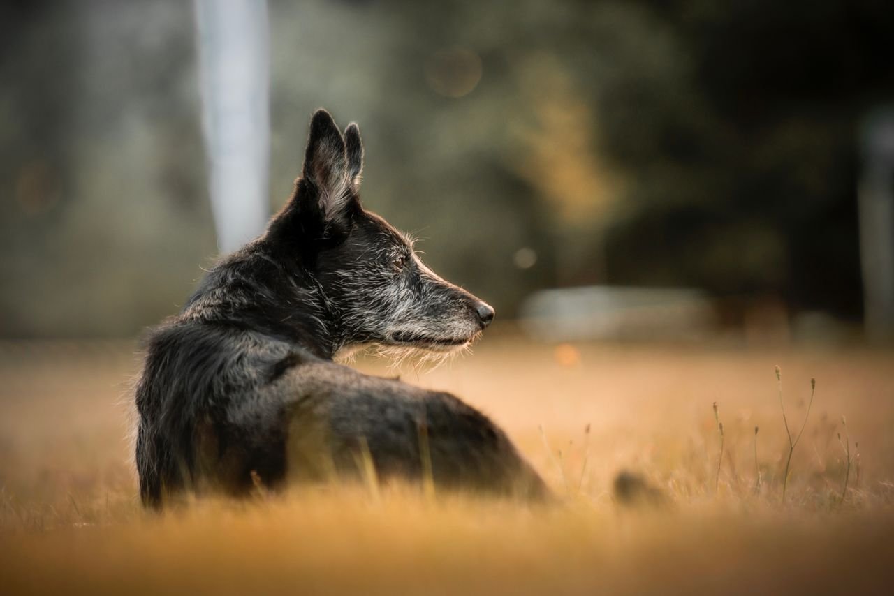 Older dog resting outdoors on the grass