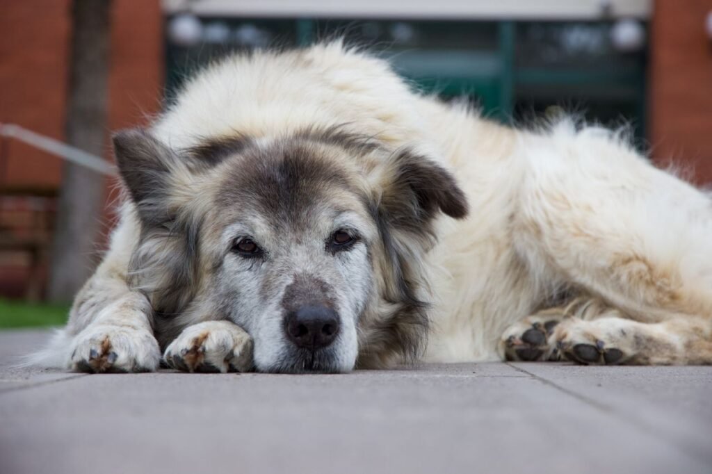 Senior dog resting, a life stage when arthritis is common in pets