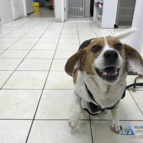  | Joyous beagle sings for attention while waiting for her treatment | For Your Pet's Health Care Needs 