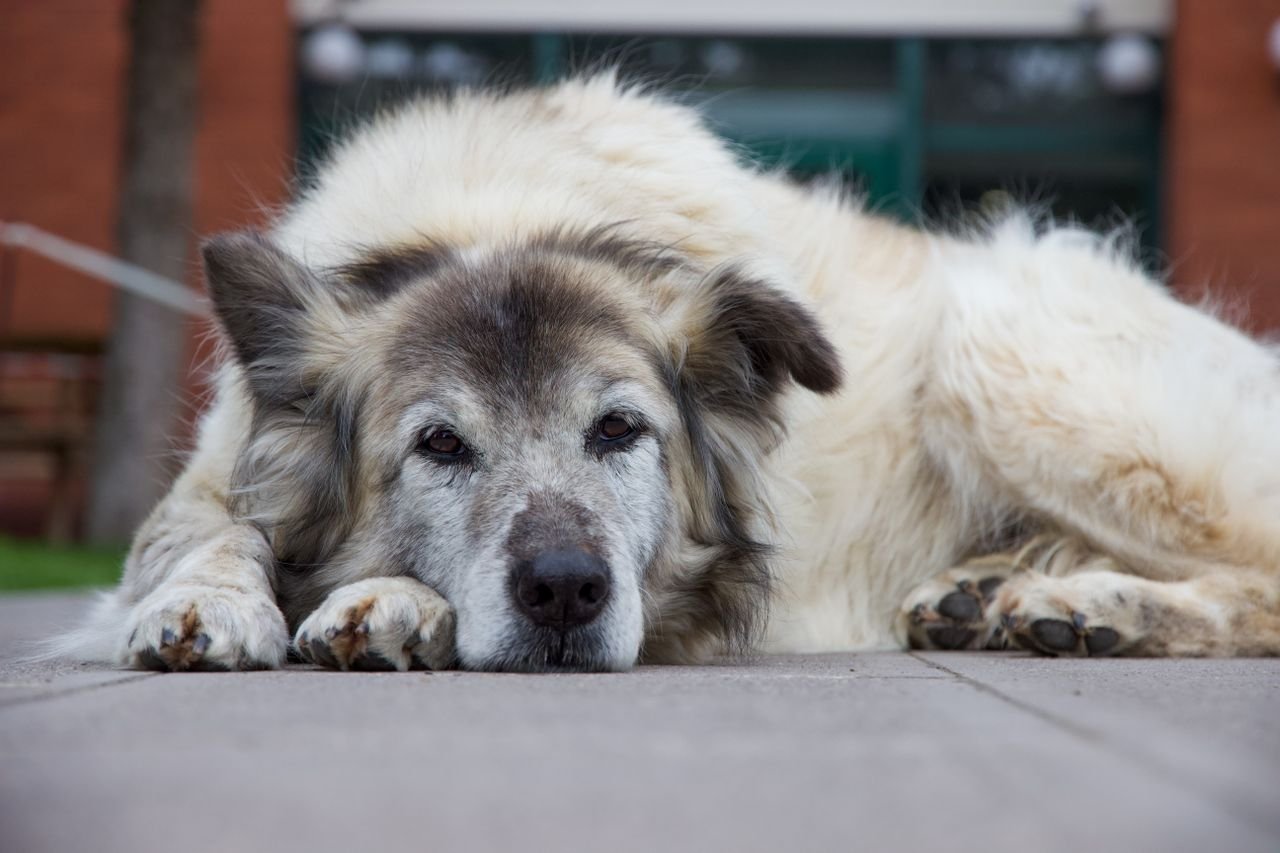 Senior dog resting, a life stage when arthritis is common in pets