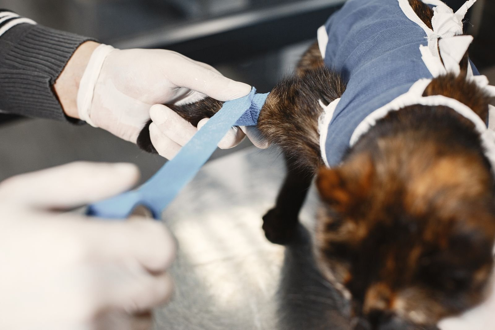 Veterinarian caring for a cat after spay surgery at a North Delta animal hospital