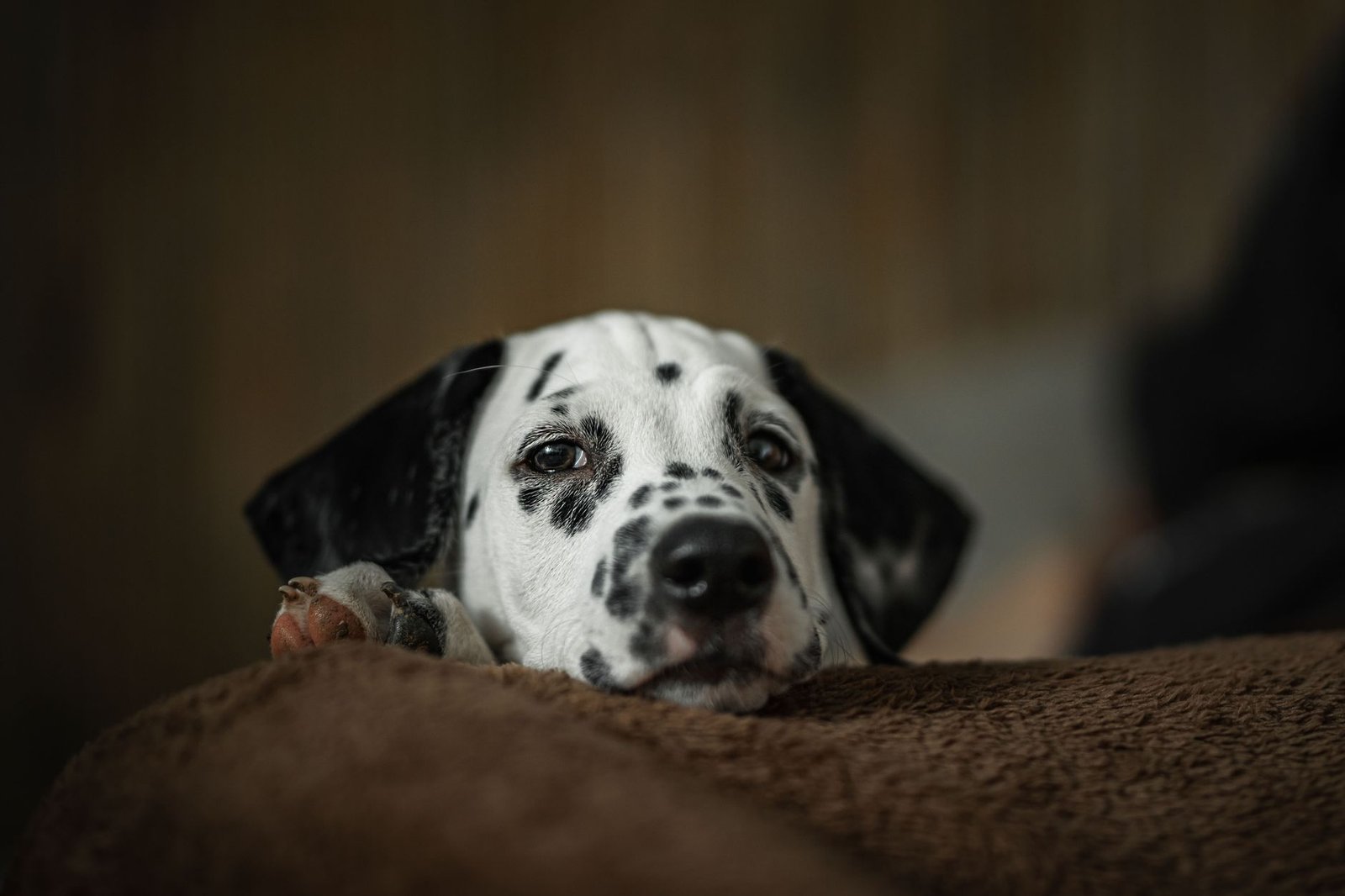 Close-up of a cute Dalmatian puppy lying down indoors, capturing its spotted face and relaxed expression.