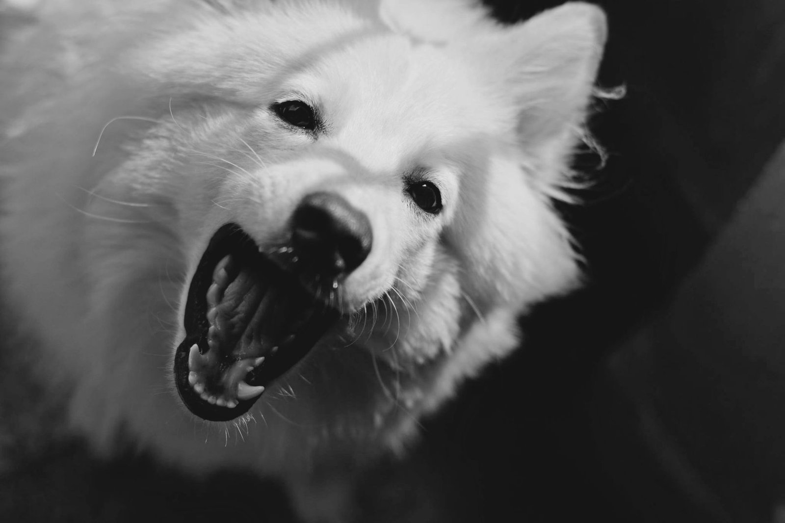Close-up black and white portrait of a playful furry dog showing its teeth, capturing emotion and texture.