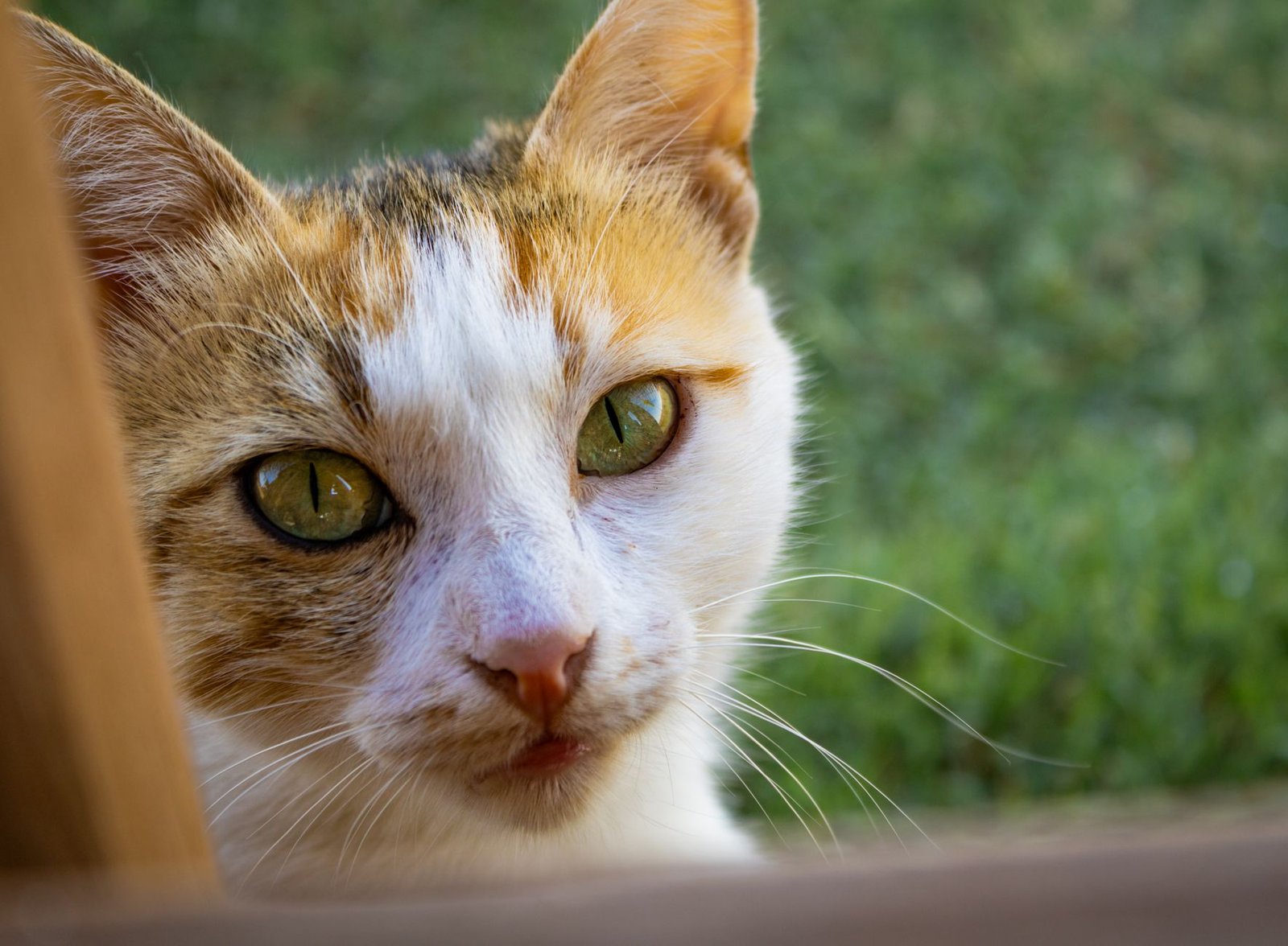 A detailed close-up shot of a curious domestic cat with green eyes looking directly at the camera.