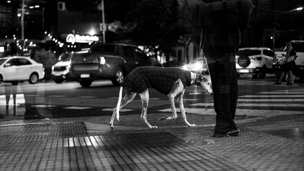 Urban life captured in black and white, featuring a person with a dog on a city street at night.